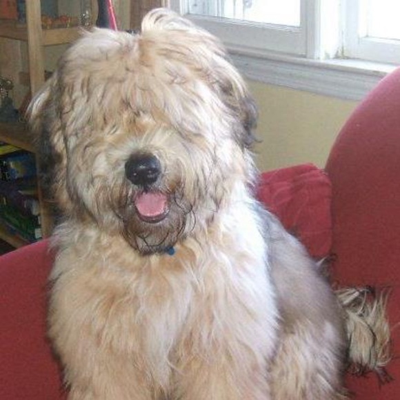 Meet your Posher, Dawn - Picture 1 of 1